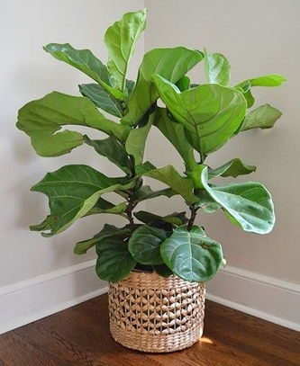 Fiddle Leaf fig